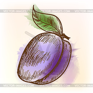Plum, watercolor painting - vector clipart