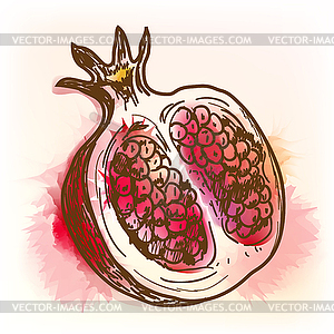 Pomegranate, watercolor painting - vector clip art