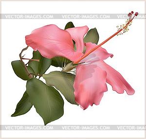 Hibiscus flower illustration, pink beautiful pla - vector image