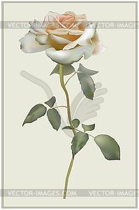 Greeting card with rose - vector image