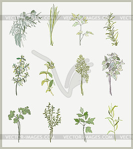 Spicy herbs. Collection of fresh herbs. spicy herbs - vector image