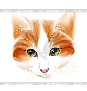 Portrait of ginger cat - vector image