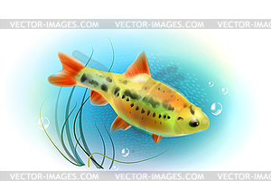 Beautiful fish in sea. Aquarium fish. Underwater - royalty-free vector image