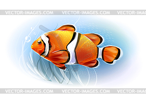 Beautiful clownfish in sea. Aquarium fish. - vector clip art