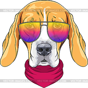Hipster serious dog Beagle in glasses - vector clipart