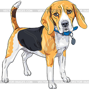 Sketch serious dog Beagle breed - vector EPS clipart