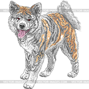 Sketch dog Akita Inu Japanese breed smiles - royalty-free vector clipart