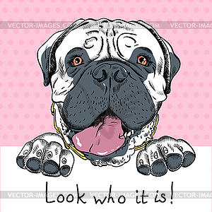 Funny cartoon hipster dog Bullmastiff - vector clipart