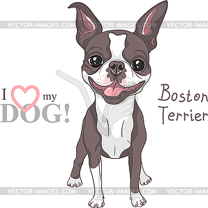 Sketch dog Boston Terrier breed smiling - vector clipart / vector image