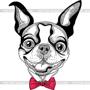 Funny cartoon hipster Boston Terrier breed smiling - vector clipart