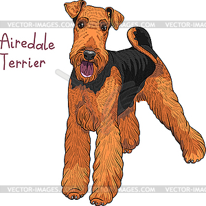 Sketch dog Airedale Terrier breed - vector clip art
