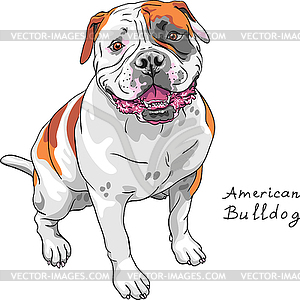 Sketch dog American Bulldog breed - vector EPS clipart