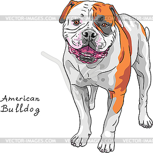 Droll American Bulldog Clipart Free