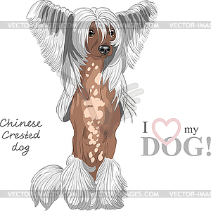 Dog Chinese Crested breed - vector clipart