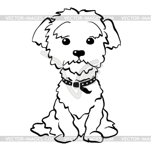 Sketch funny maltese dog sitting - vector image