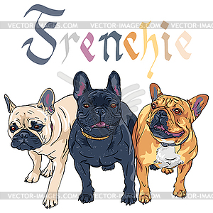 Sketch domestic dog French Bulldog breed - vector image