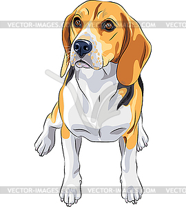 Sketch dog Beagle breed sitting - vector clip art