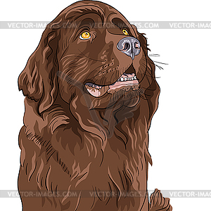 Sketch dog Newfoundland hound breed sitting - vector image