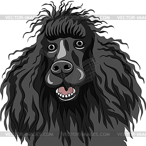 Color sketch of black smiling dog Poodle breed - vector image