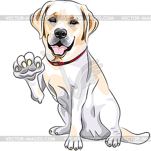 Dog Labrador Retriever cheerful smiles and gives paw - vector image