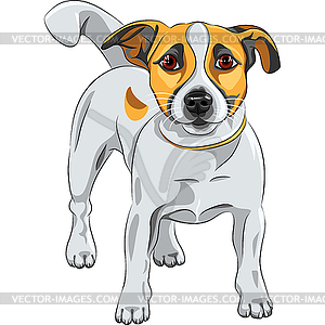 Sketch dog Jack Russell Terrier breed - color vector clipart