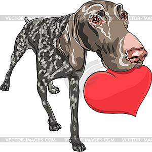 Dog Kurzhaar breed holding red heart - vector image