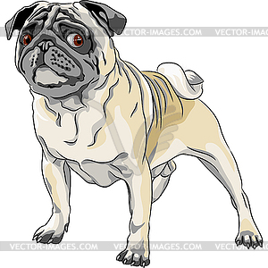 Sketch angry dog pug breed - vector image