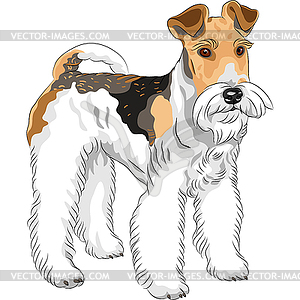 Sketch dog Wire Fox Terrier breed standing - vector image