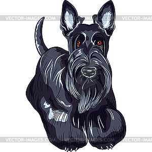 Sketch dog Scottish Terrier breed standing - vector image