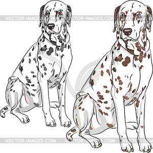 Set dog Dalmatian breed sitting - vector image