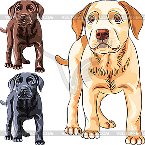 Set puppy dog breed Labrador Retriever - vector image