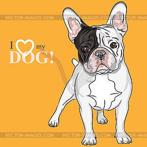 Sketch domestic dog French Bulldog breed - vector clipart