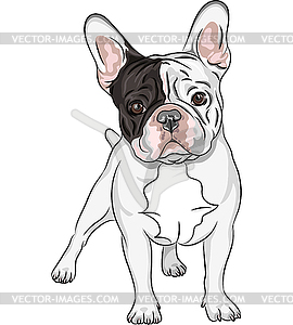 Sketch domestic dog French Bulldog breed - vector clip art