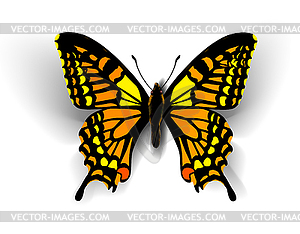 Realistic butterfly - vector clip art