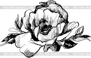 Sketch of bud of flower of peony - vector image