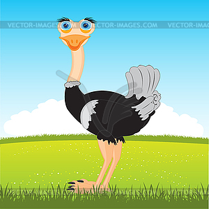 Ostrich on glade - vector image