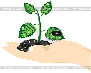 Seedling of plant in hand - vector clipart