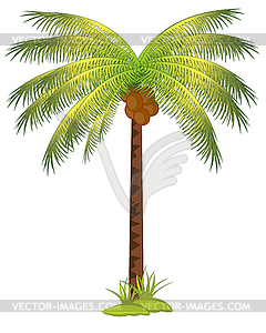 Palm with coco - vector EPS clipart