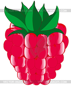 Ripe berry raspberry - vector image