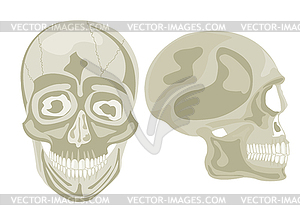 Two human skulls - vector clipart
