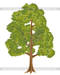 High tree - vector image