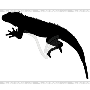 Lizard is goanna silhouette - vector clipart