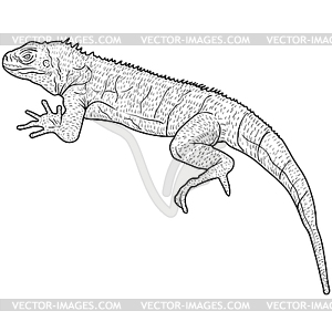 Lizard is goanna silhouette - vector clipart