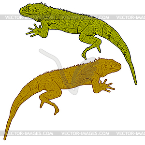 Lizard is goanna silhouette - color vector clipart
