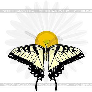Butterfly on camomile - vector image