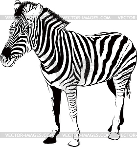 Zebra in profile - vector image