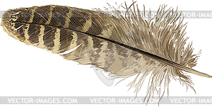 Pheasant feather - color vector clipart