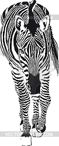 Going Zebra - white & black vector clipart