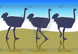 Ostrich in profile - vector image