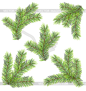 Spruces Branches - vector image